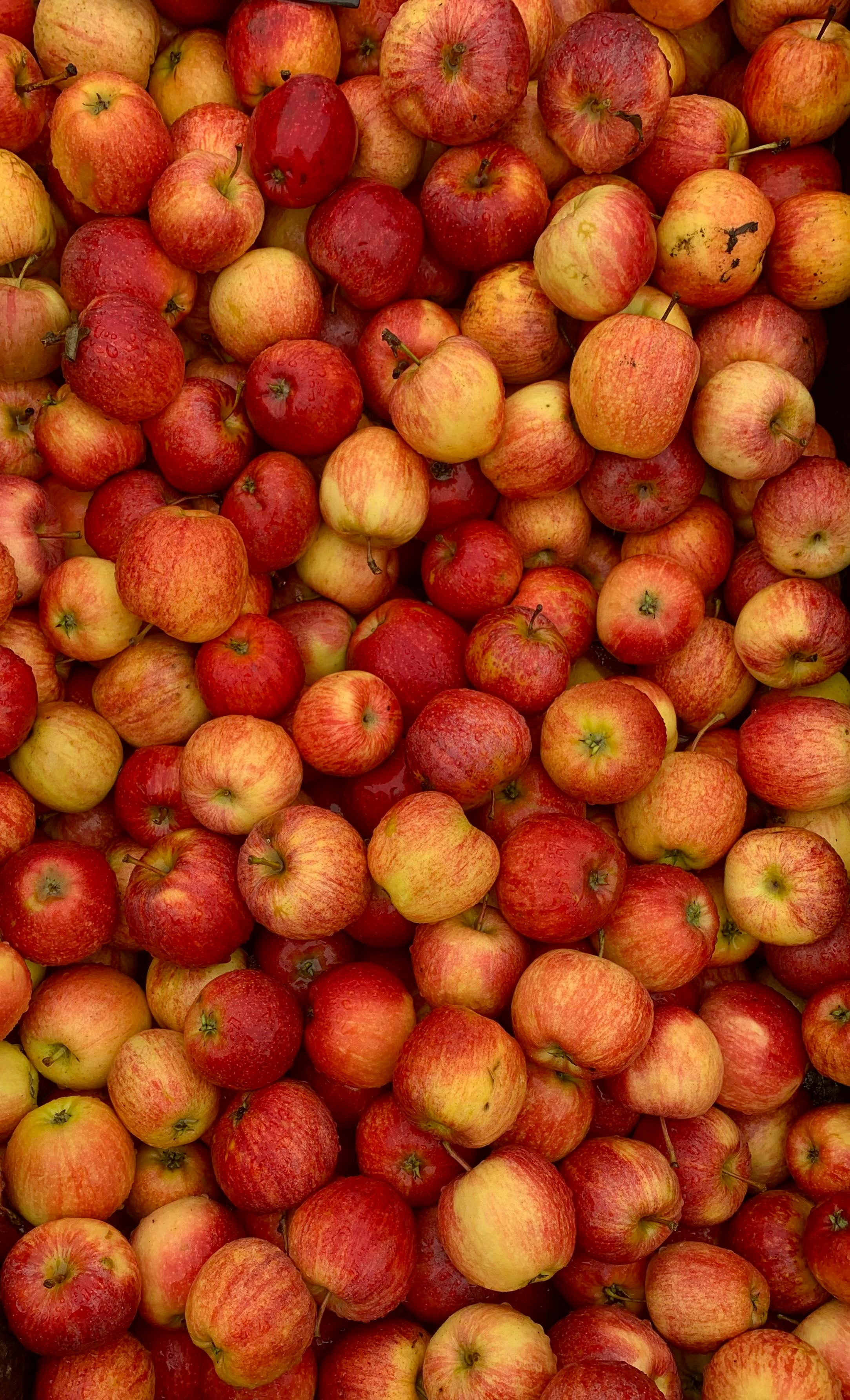Apples under Controlled Atmosphere storage
