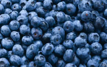 Blueberries & Red Berries