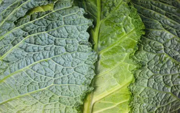 Cabbage & Vegetables