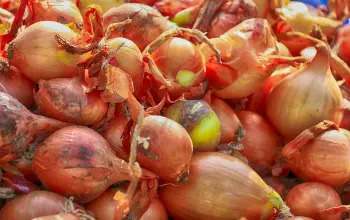 Onions, Potatoes, Carrots, Beetroot